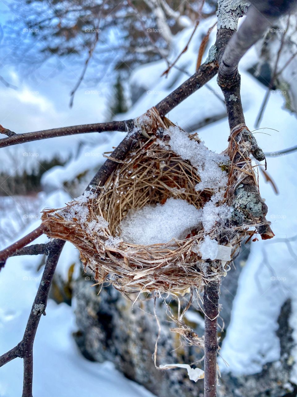 Frozen birds nest