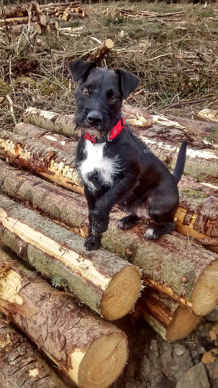 Dog Posing on Log Pile
