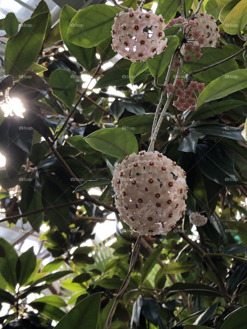 Hoya hanging plant in bloom