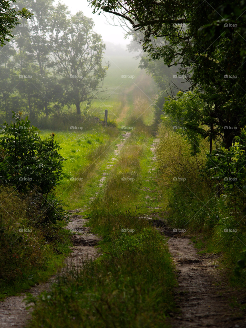 äng sommar morgondimma skog by kalubro