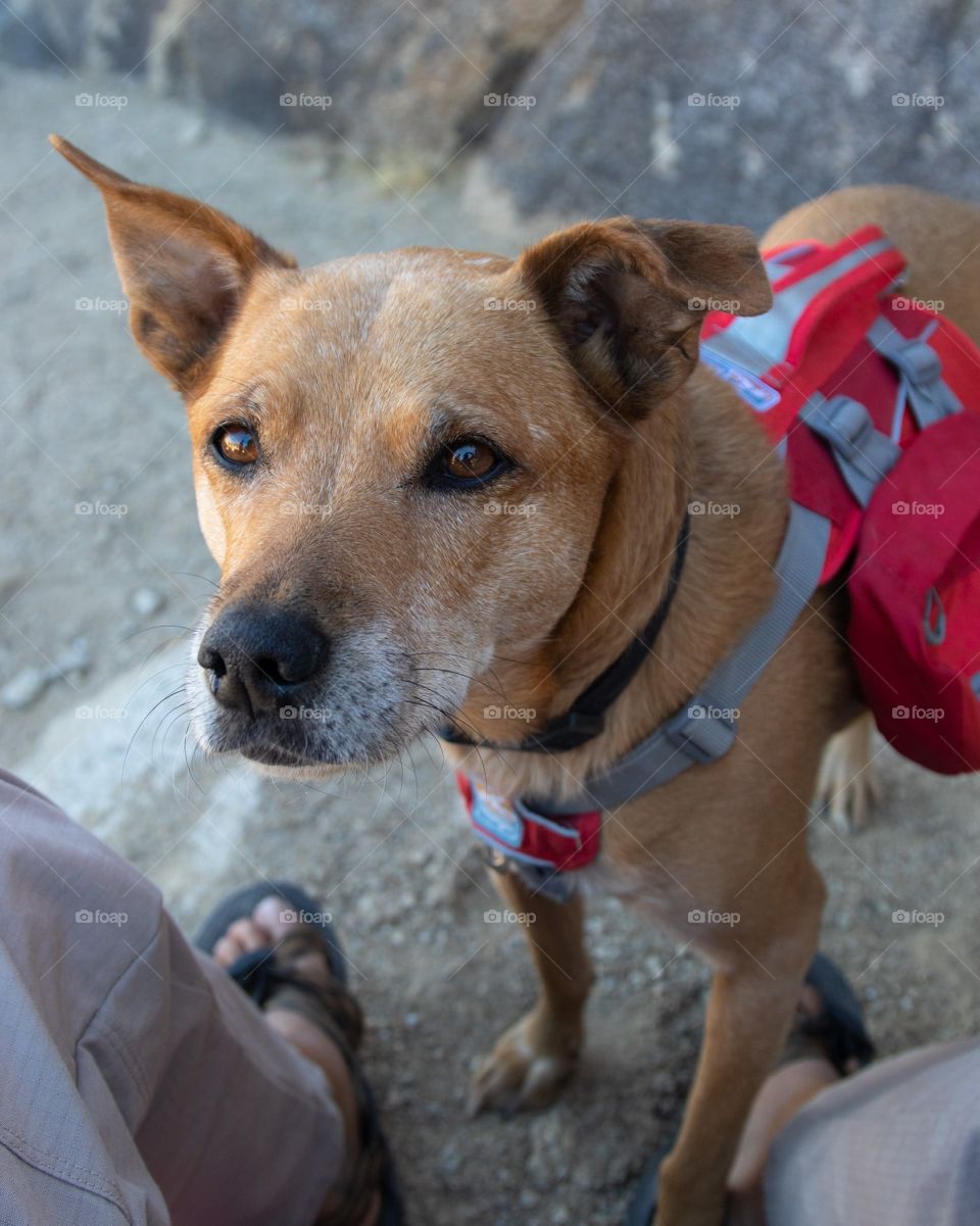 Dog, Pet, Canine, Cute, Portrait