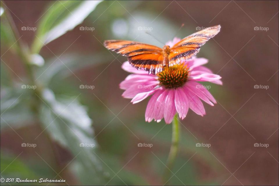 Butterfly and flower