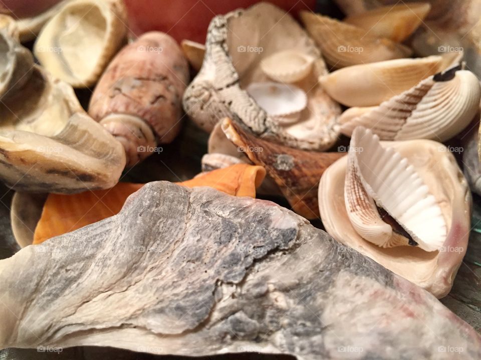 Seashells 