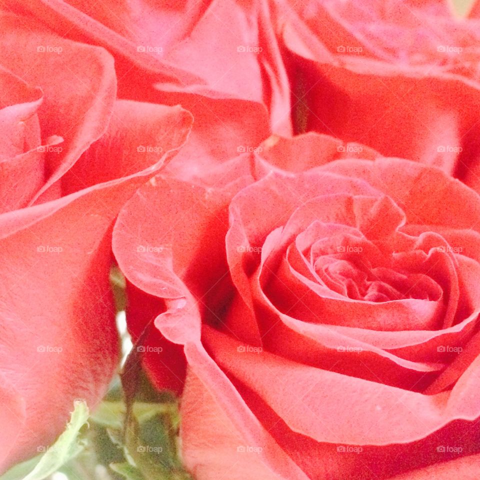 Roses on Valentine's Days 