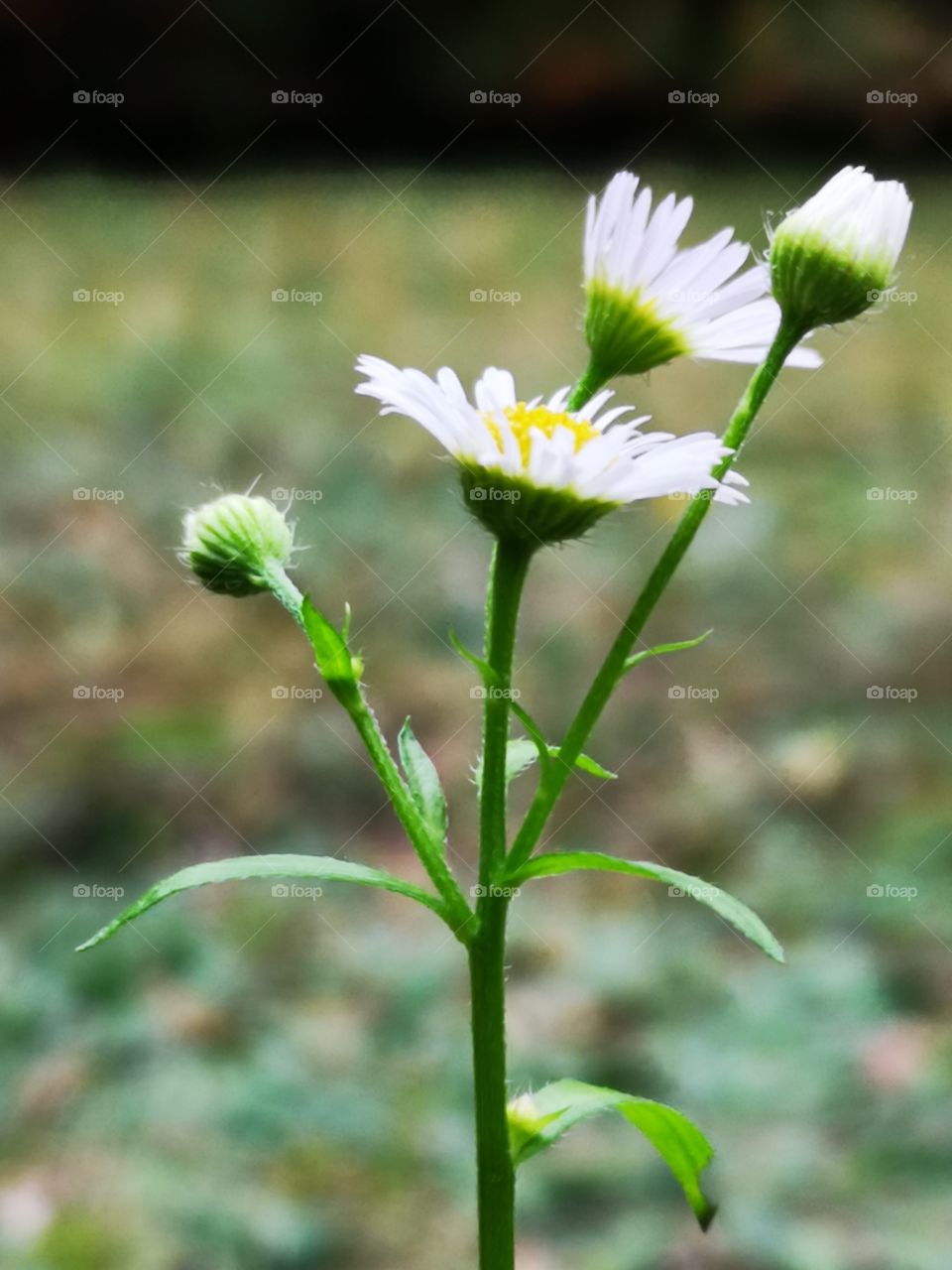 Daisy. Nice white flowers.