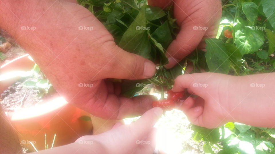 red sweet peppers in farmer hand