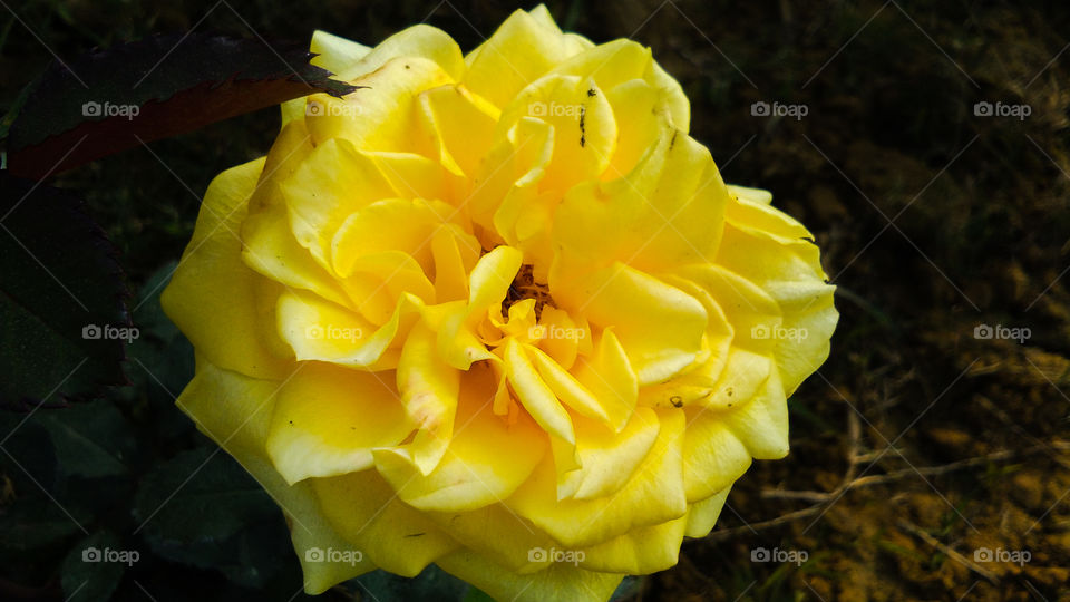 Yellow rose with beautiful natural background