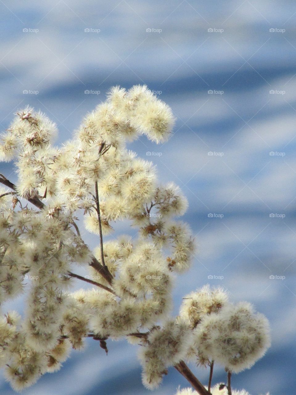 Fuzzy plant by water - Textures of the World Mission