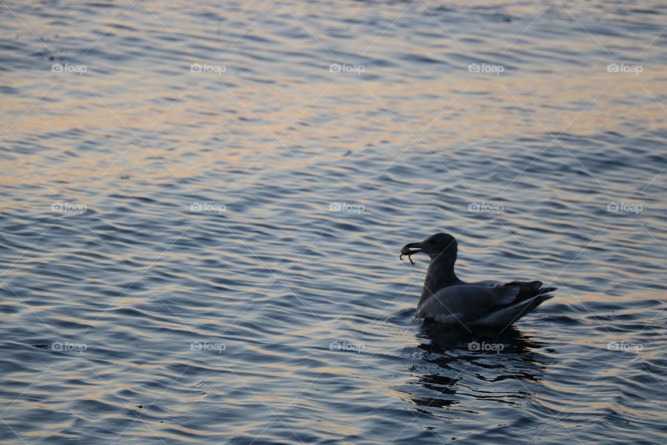 Seagull with a crab in his beak