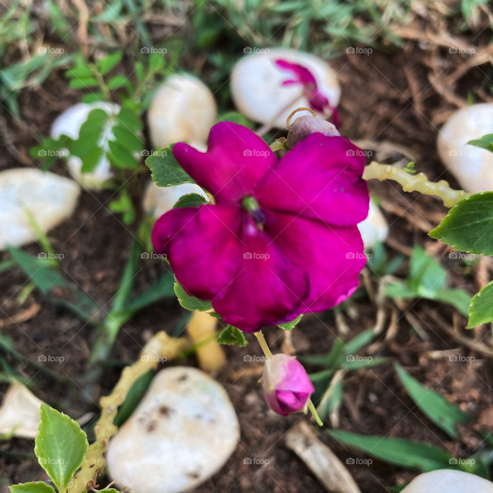 🌹 🇺🇸 Very beautiful flowers to brighten our day.  Live nature and its beauty. Did you like the delicate petals? / 🇧🇷 Flores muito bonitas para alegrar nosso dia. Viva a natureza e sua beleza. Gostaram das pétalas delicadas? 