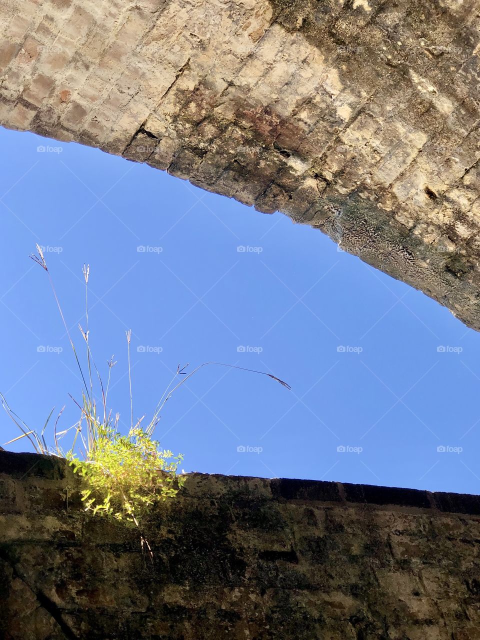 Opportunist plant on old stone fort in sunshine 