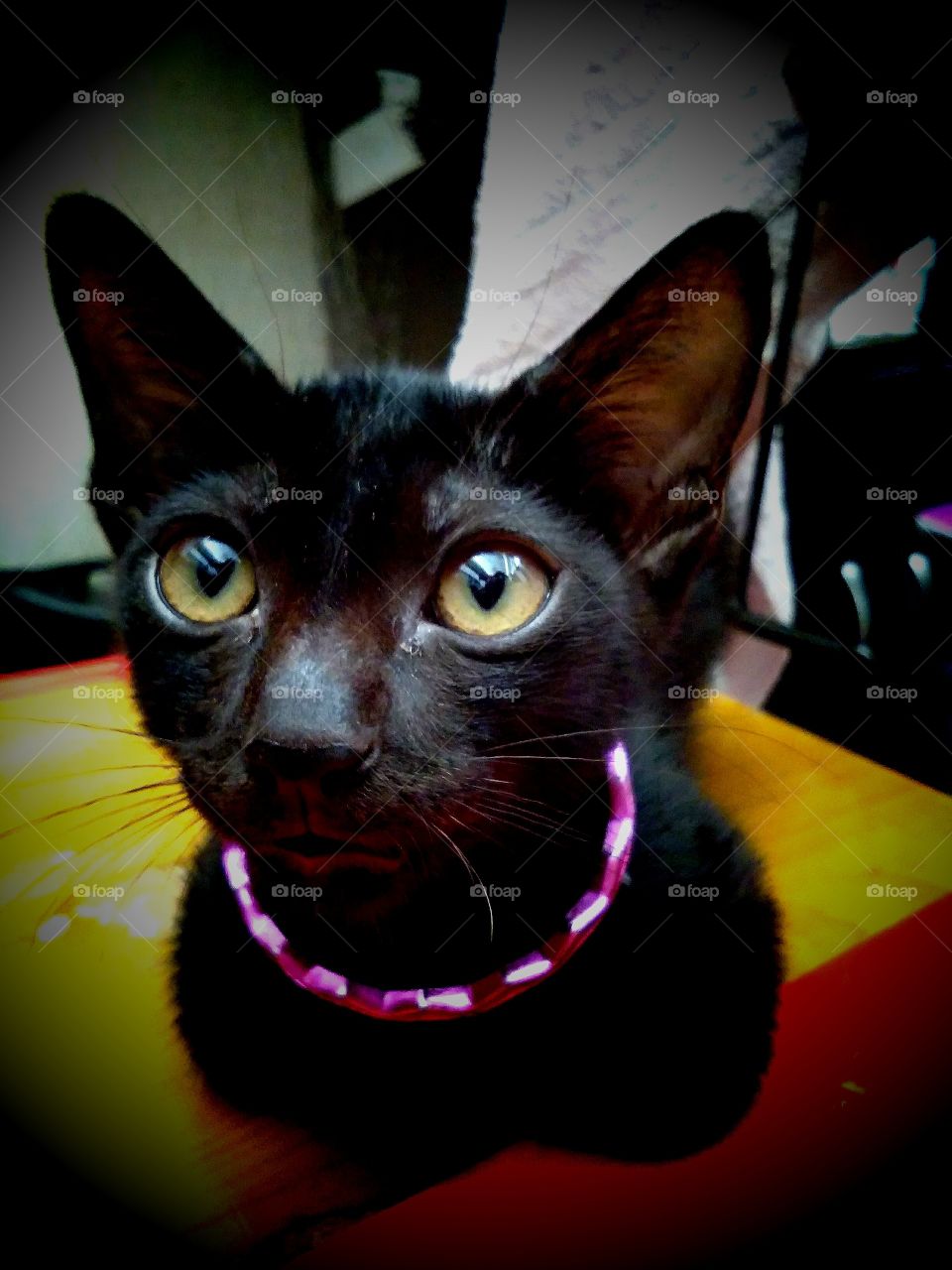 first generation of my cat. his name oley.my kids love this