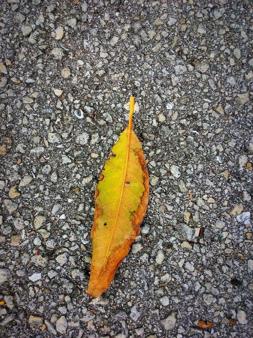Leaf, No Person, Nature, Fall, Outdoors