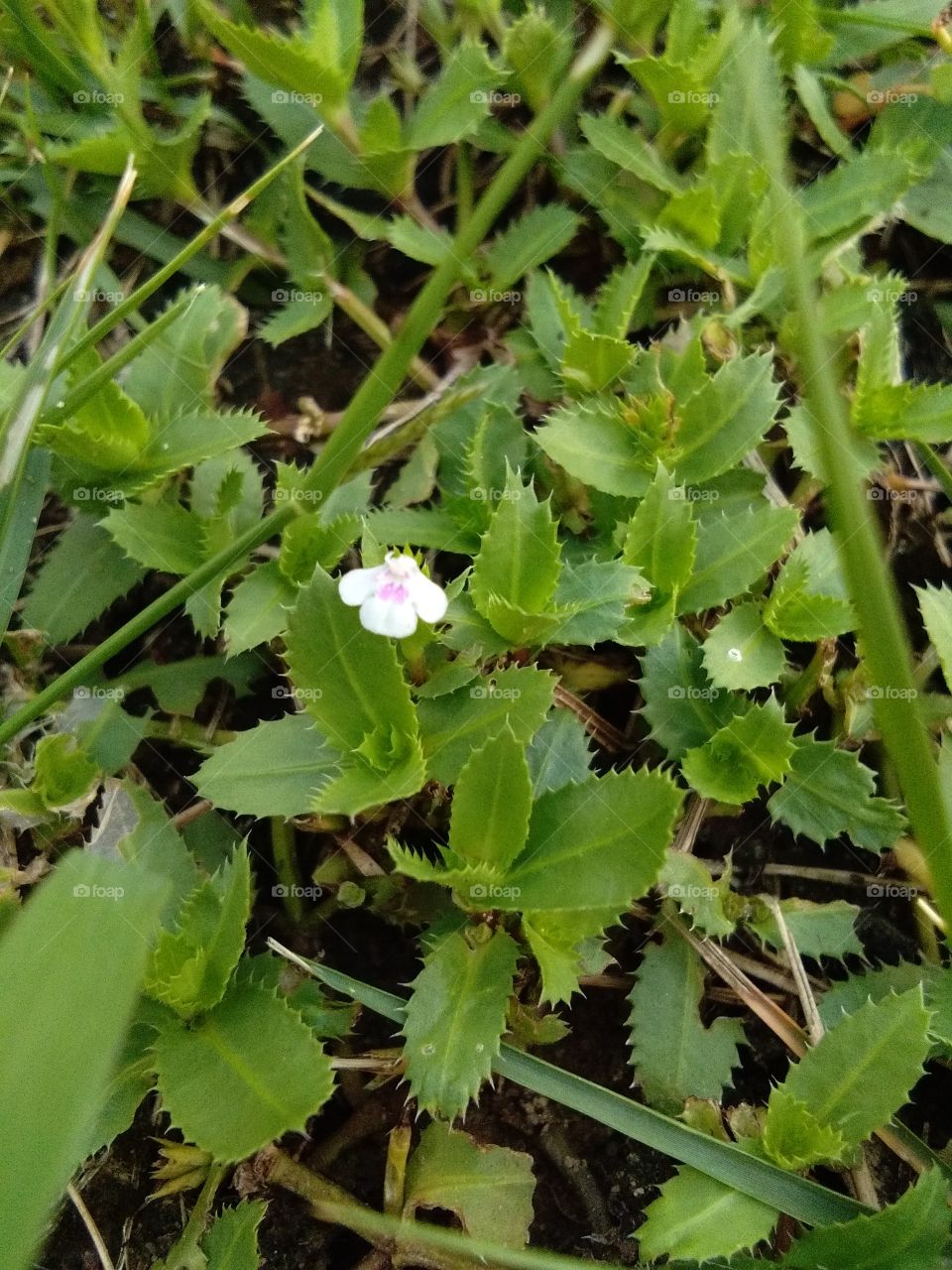 tiny flower