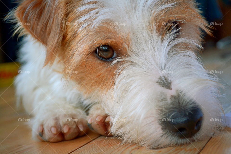 Terrier looking into the camera laying on the floor indoors