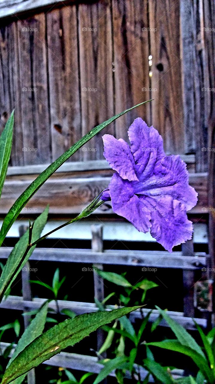 pretty purple flowers in bloom