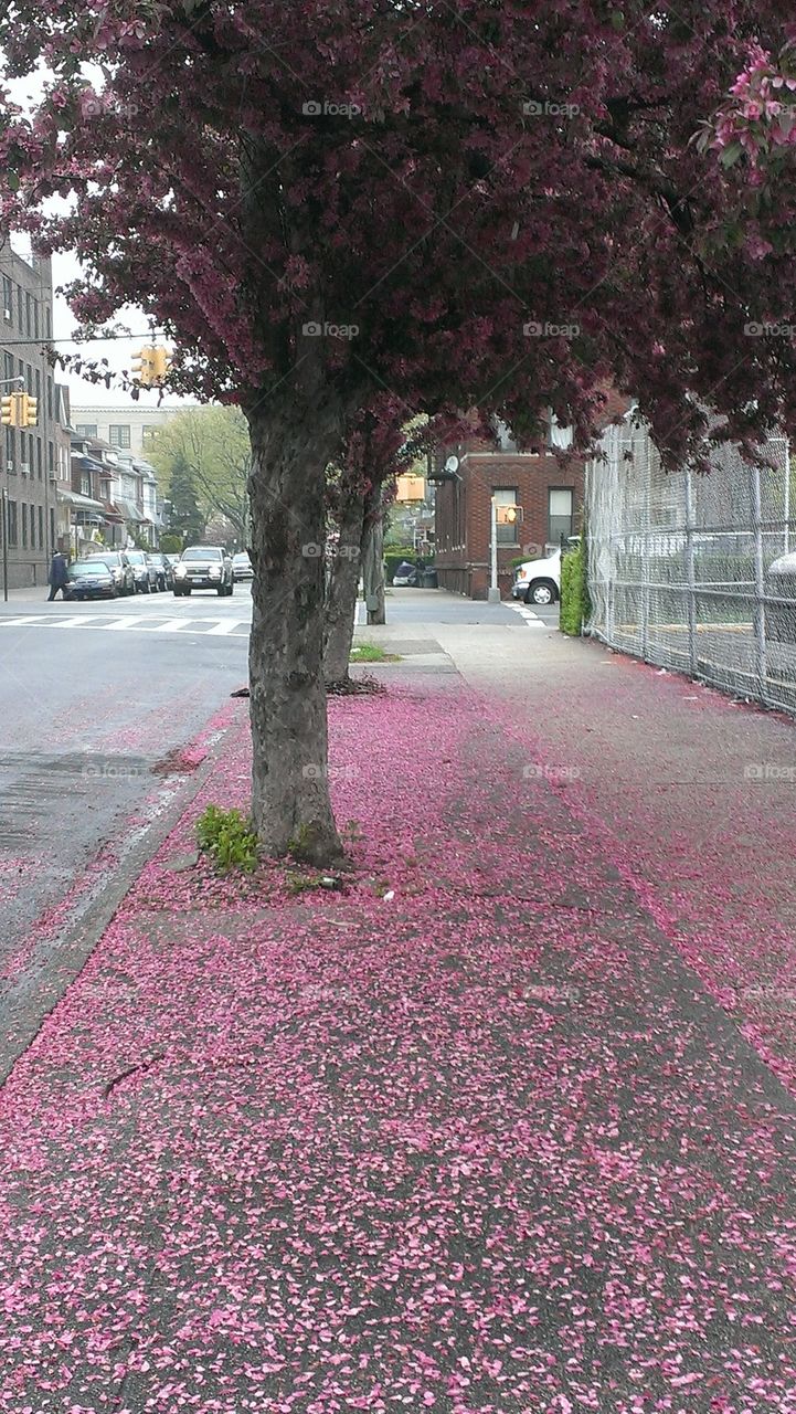 fall  of cherry blossom 