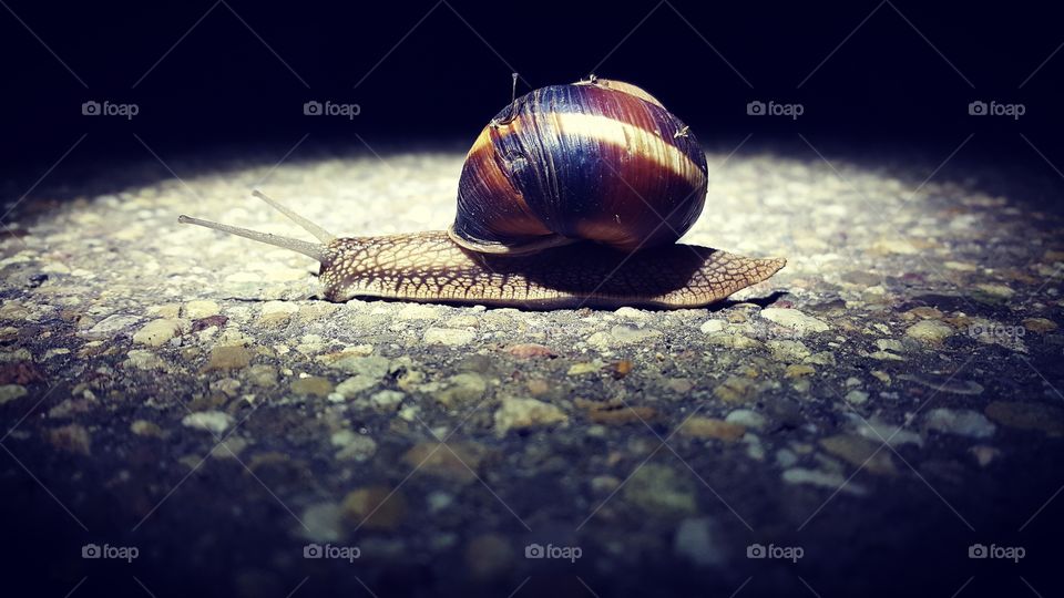 snail in the dark