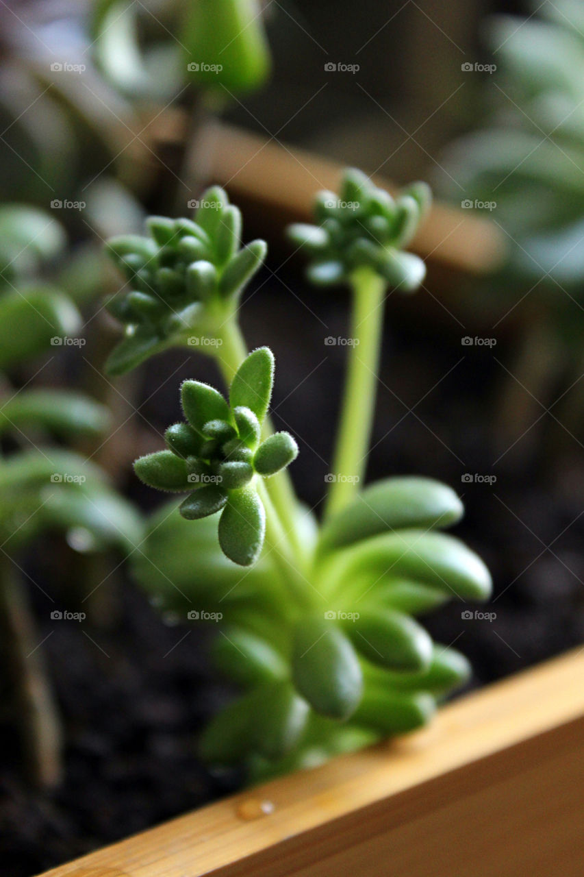 Succulent plant