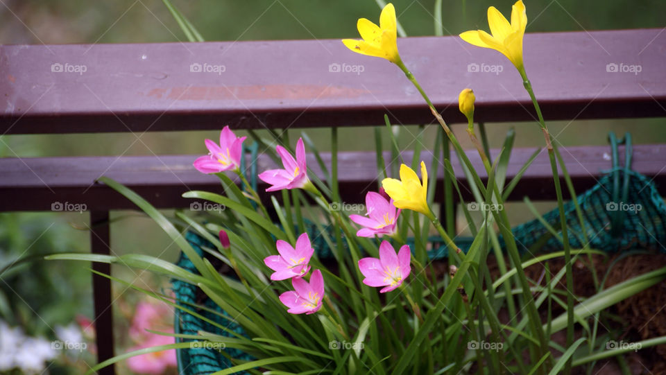 The yellow and pinks bring a smile to the face.