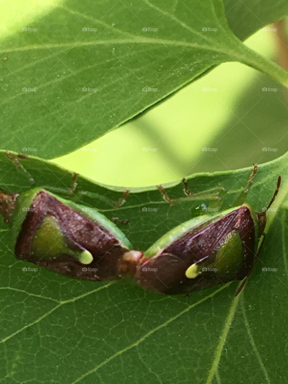 Mating Insects 