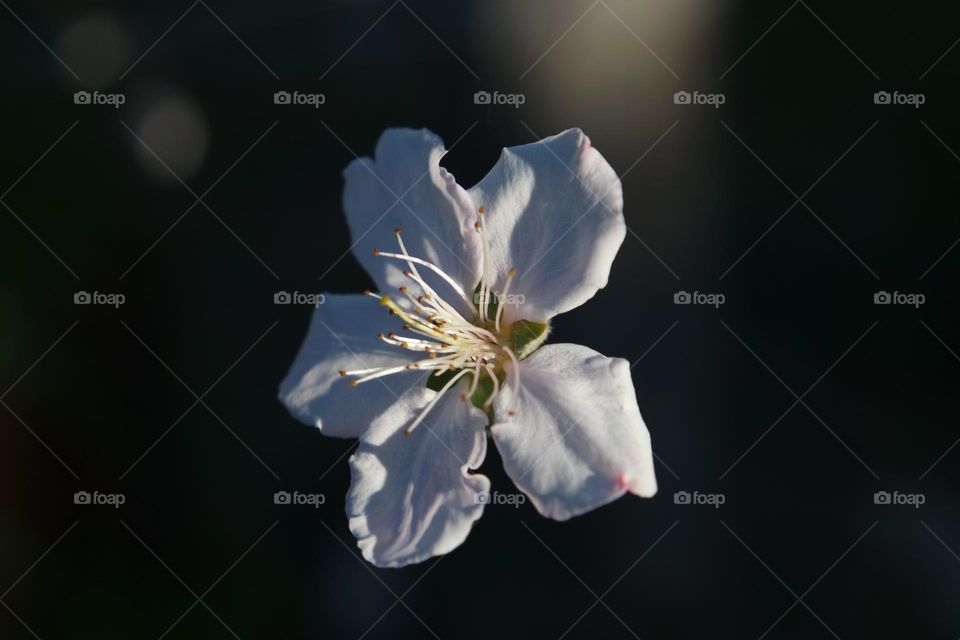 A bright white spring flower, hovering on the slightest remain of a spider web, presenting a beautiful falling flower look, bright, special and flourishing.