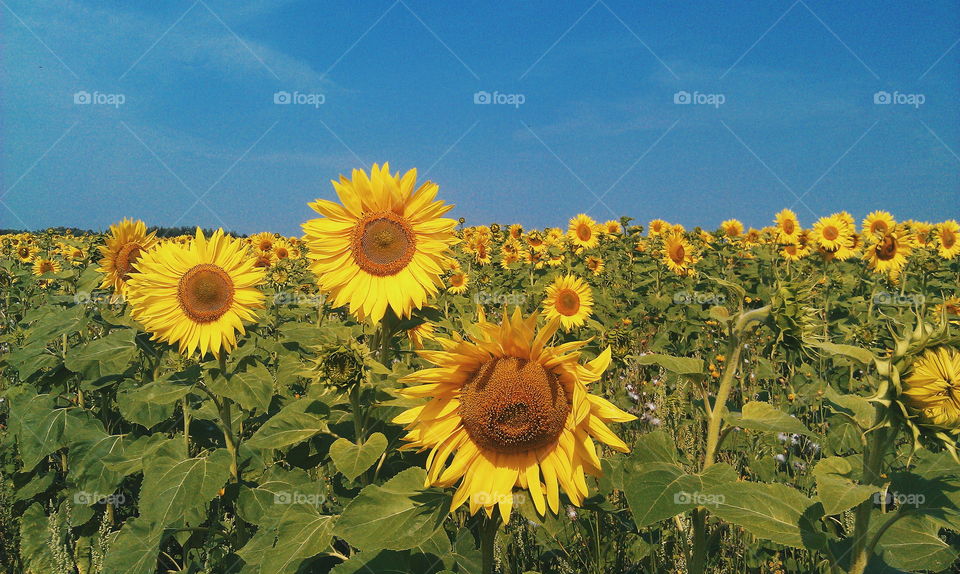 Field of sunflowers