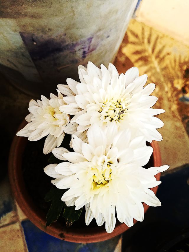 plant
