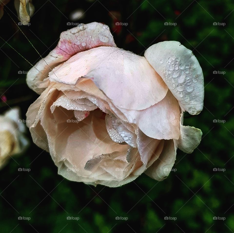 Pink Rose in the morning dew