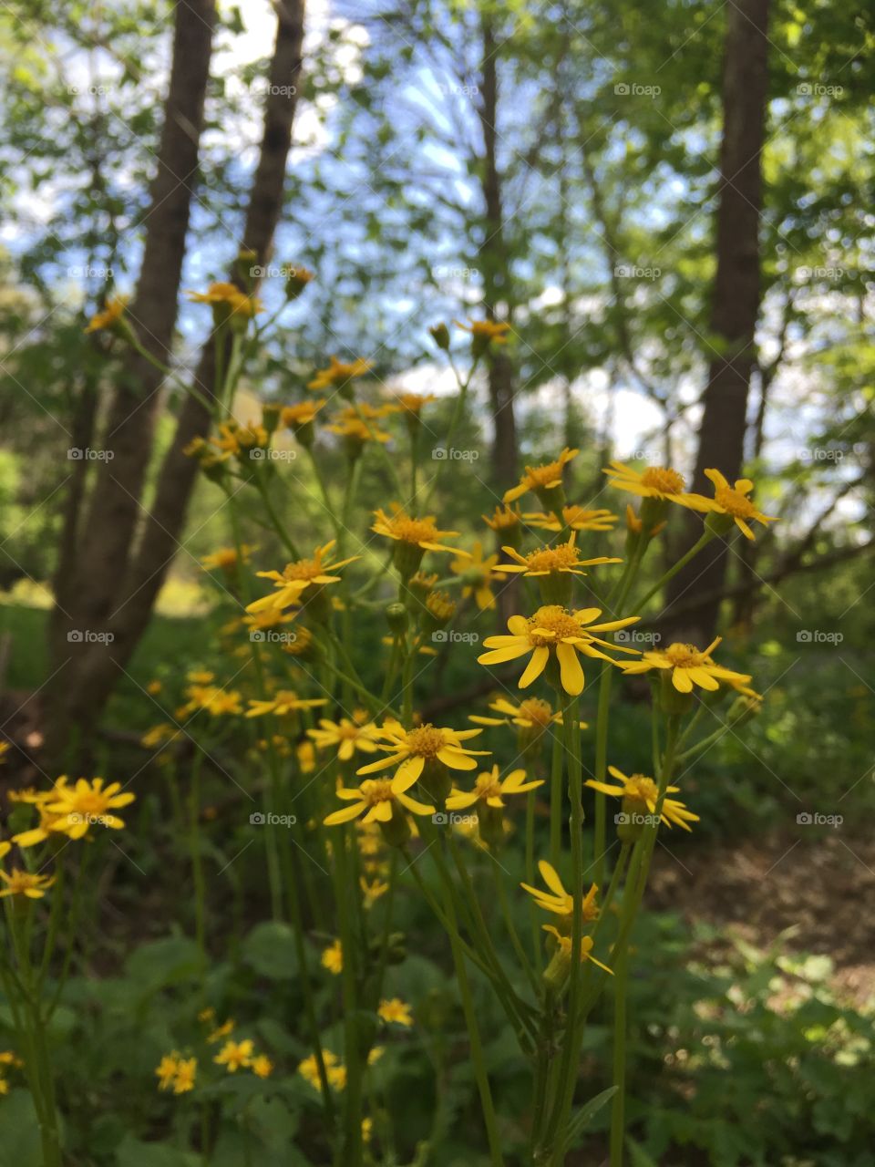Spring wildflowers. Woodlands