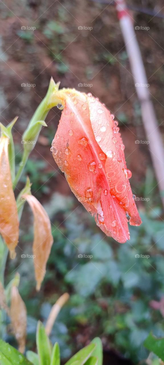 beautiful colorful nature flowers