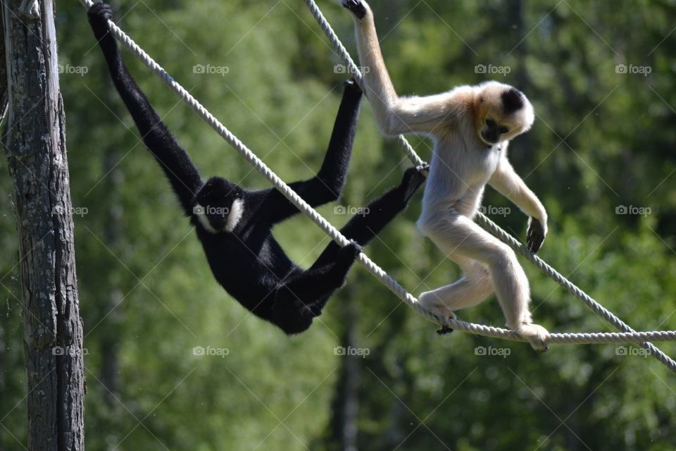Gibbon apes