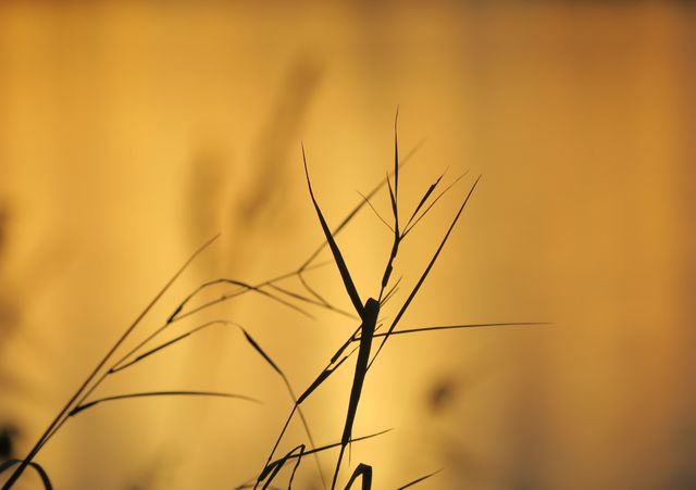 Grass in  autumn sunset
