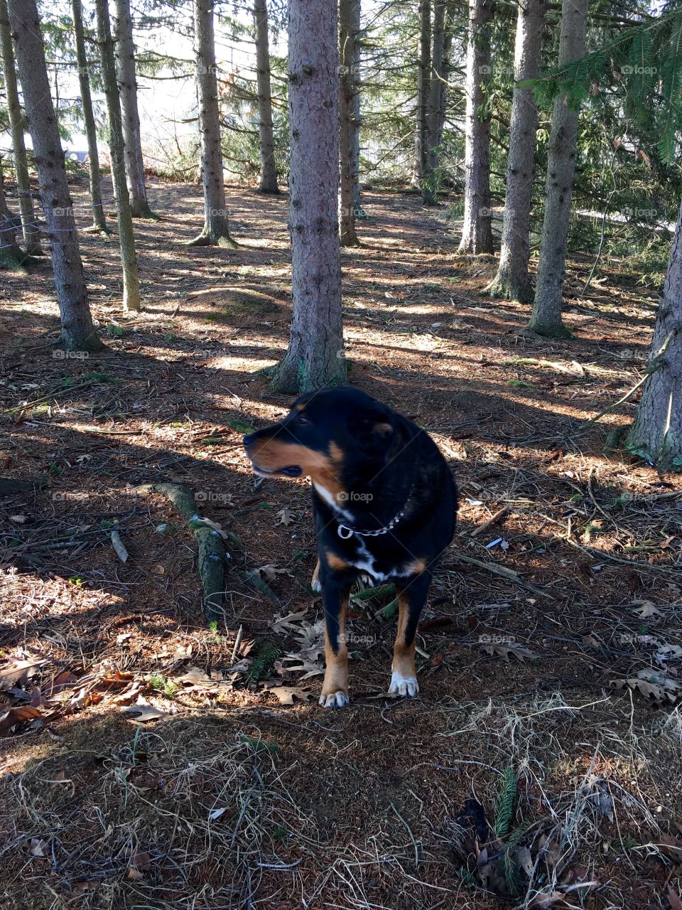 "Bear" in the Forest!