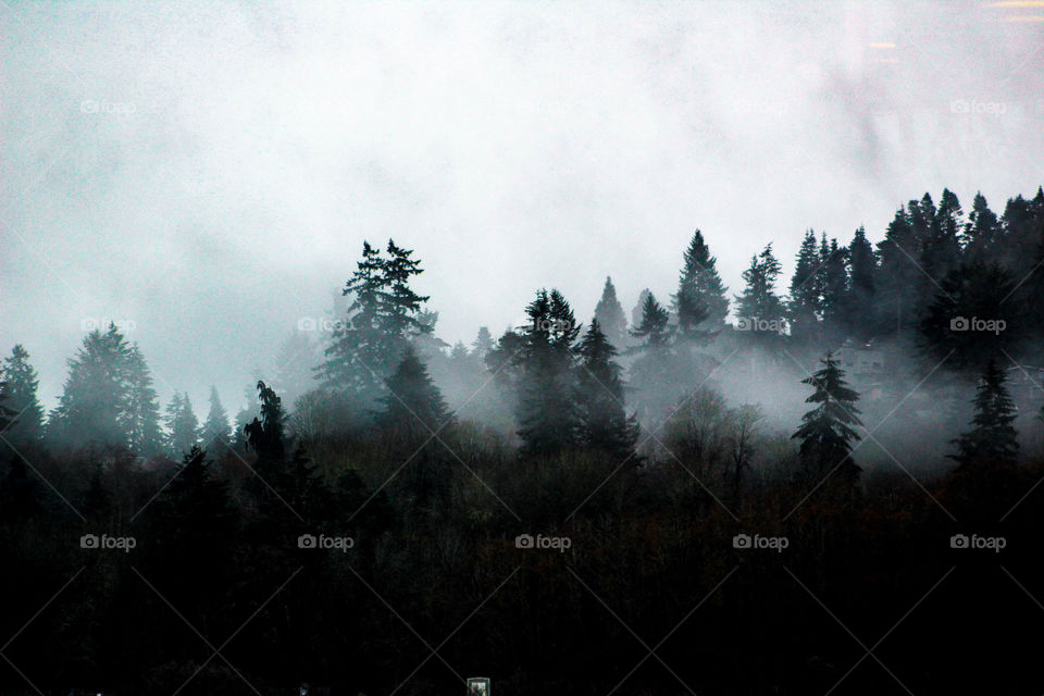 Foggy trees
