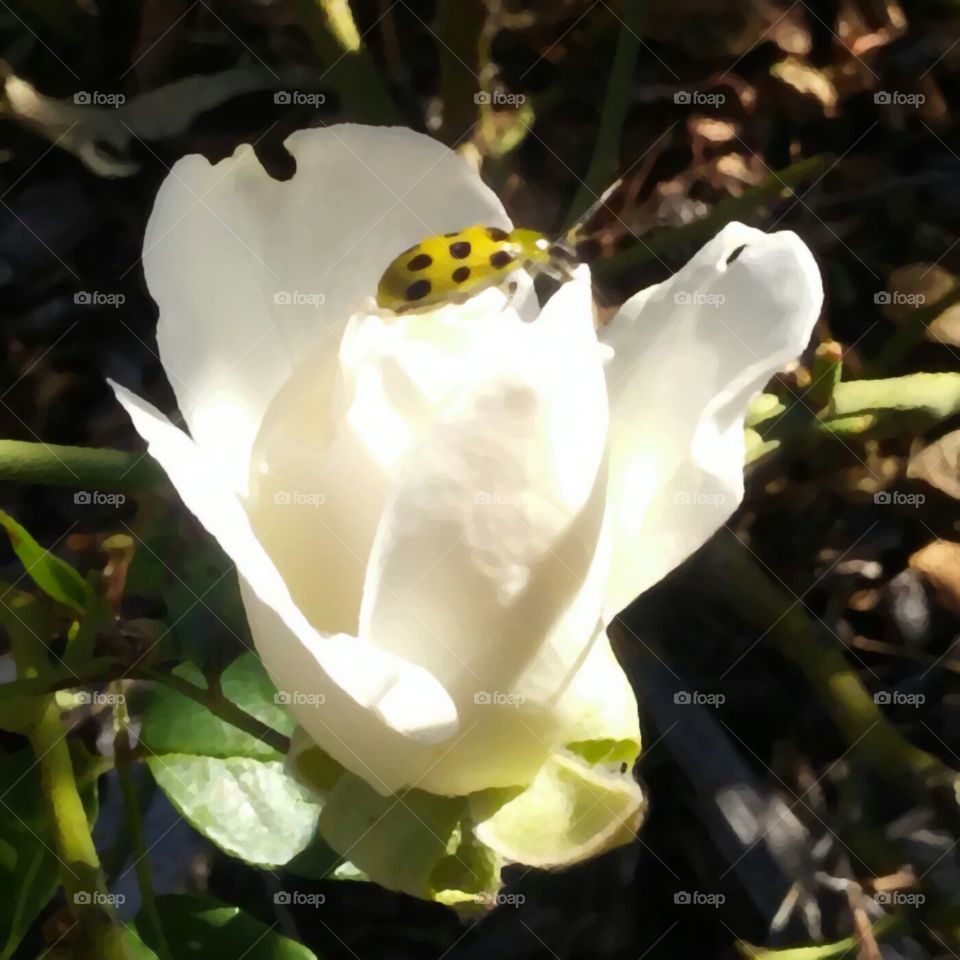 Yellow beetle on a white flower