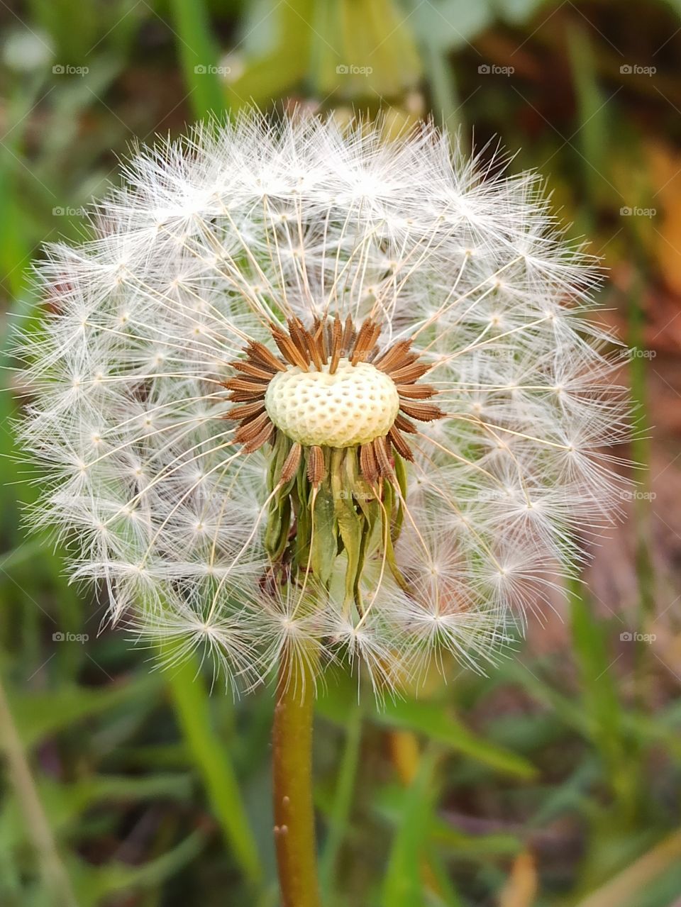 Wildflower. Dandelion