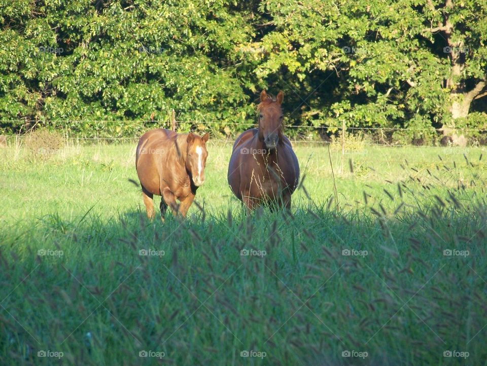 Horses in the field. 