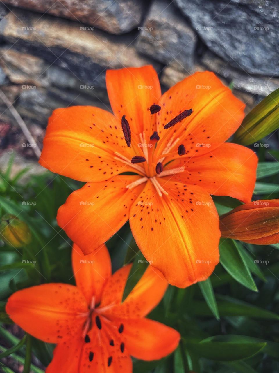 Orange flowers in full bloom