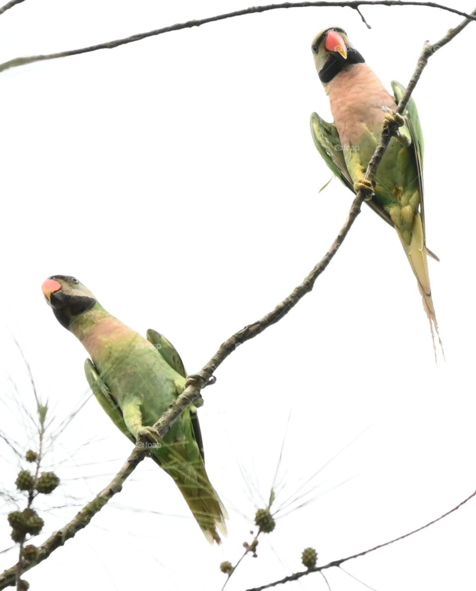 parakeets