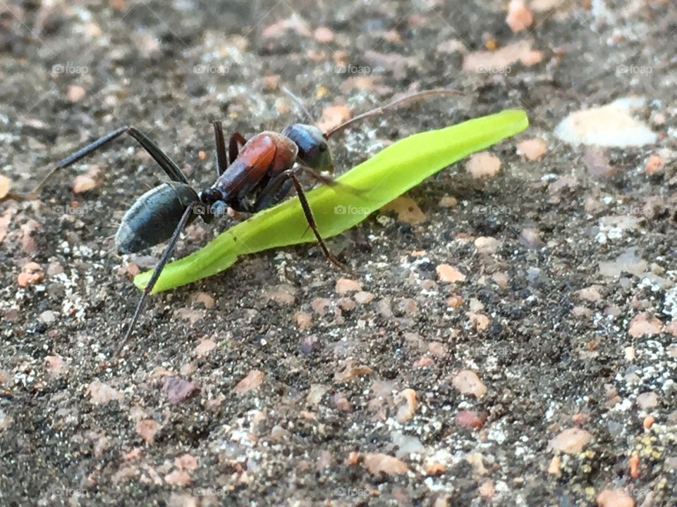 Ant crawling along a blade of grass, macro closeup