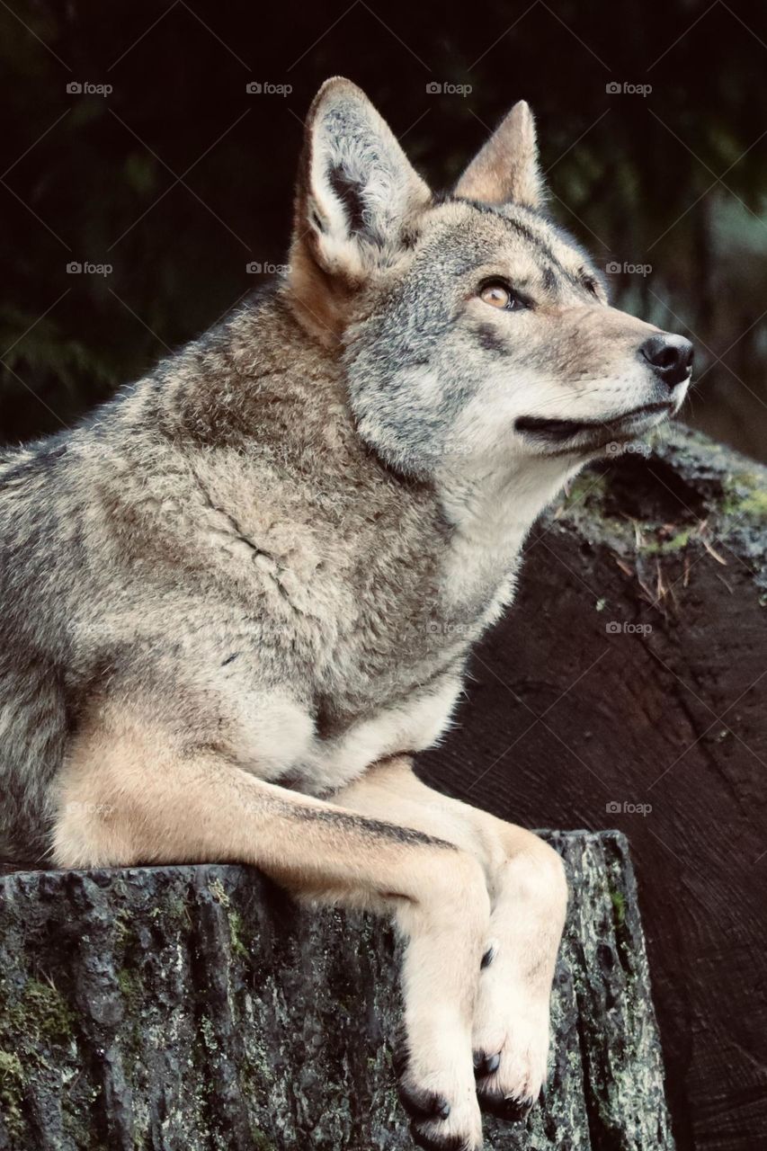 An endangered Red Wolf perches on an overlook in its enclosure at Point Defiance Zoo in Tacoma, Washington 