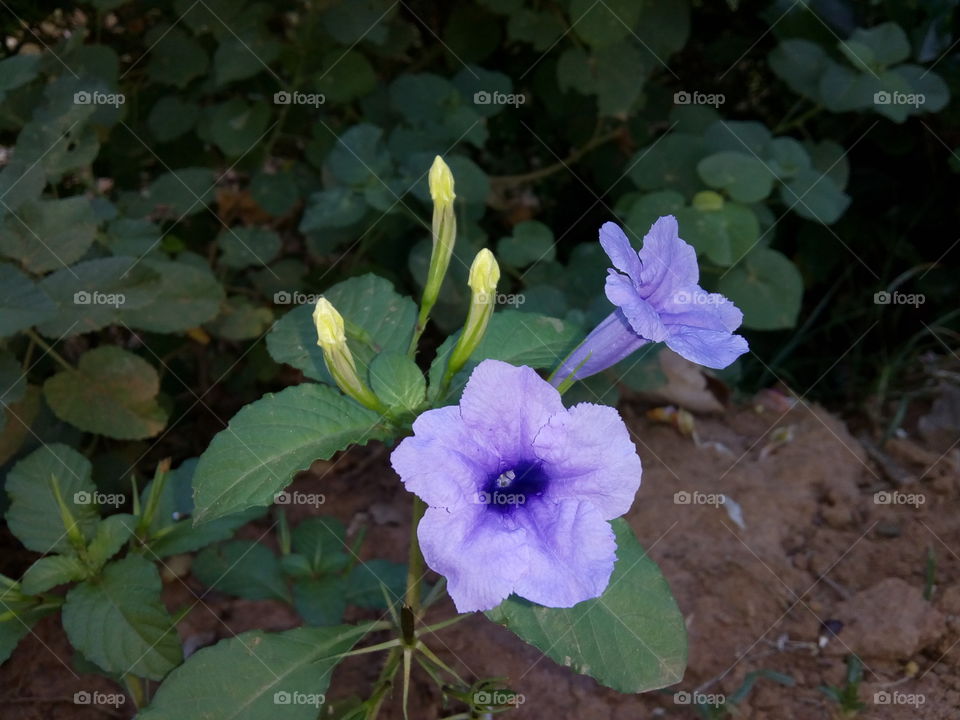 growth violet flowers