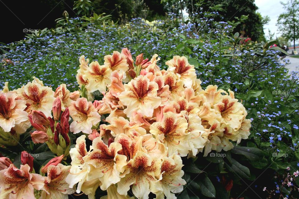 beautiful floral splendor