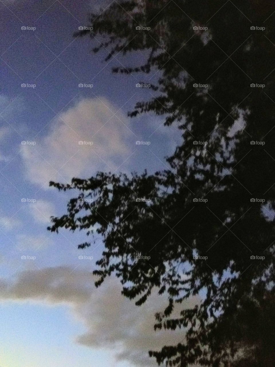 tree and a cloudy evening sky