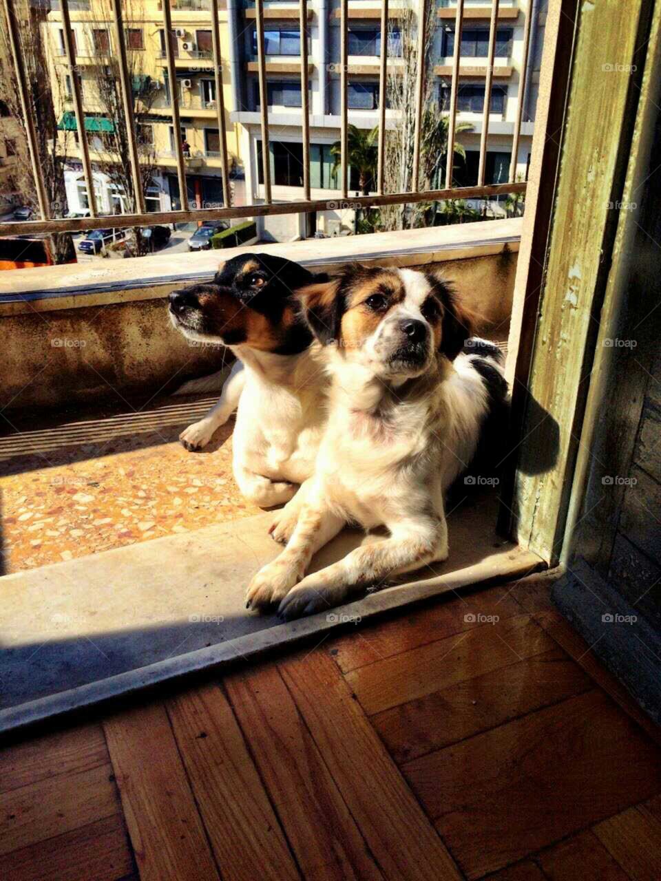 sunbathing dogs