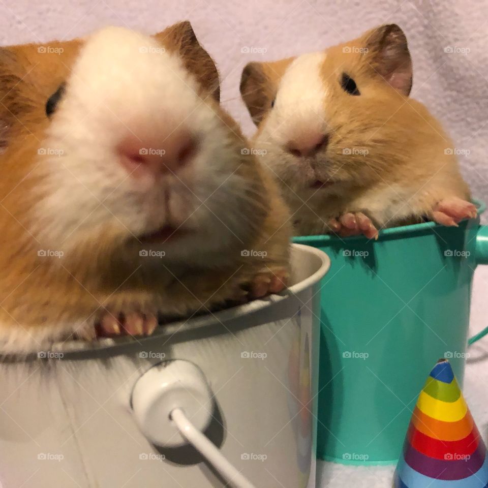 Two sweetheart guinea pigs