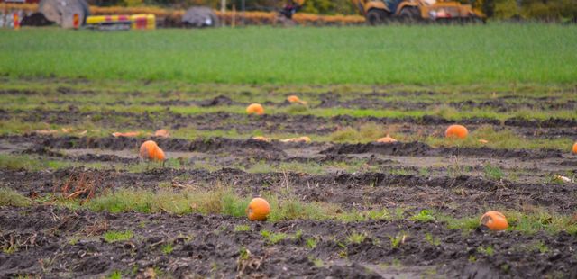 Pumpkin