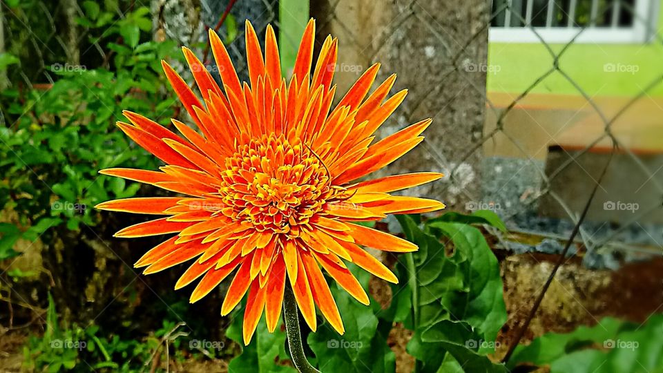FLOWER ORANGE GARTEN
