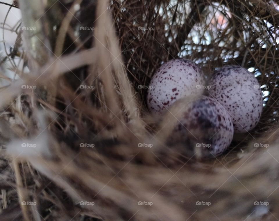 eggs with nest